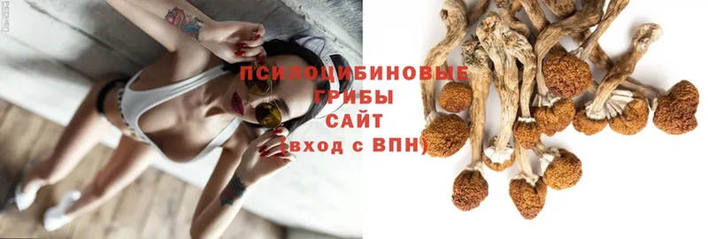 Псилоцибиновые грибы Psilocybine cubensis  Городец 